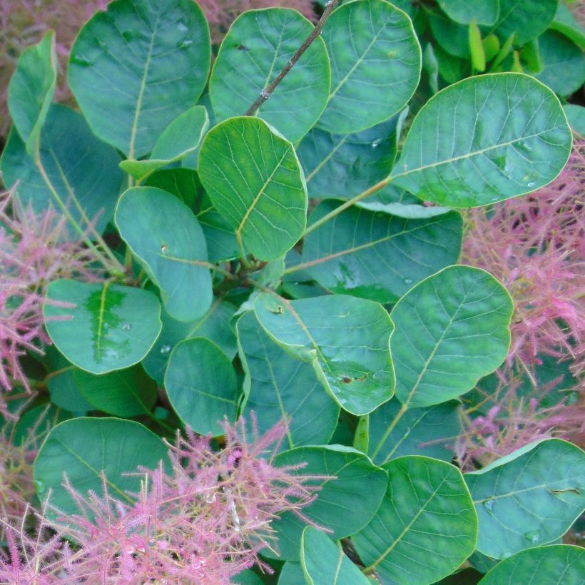 Árbol de las pelucas Joe - Cotinus coggygria (Follaje)