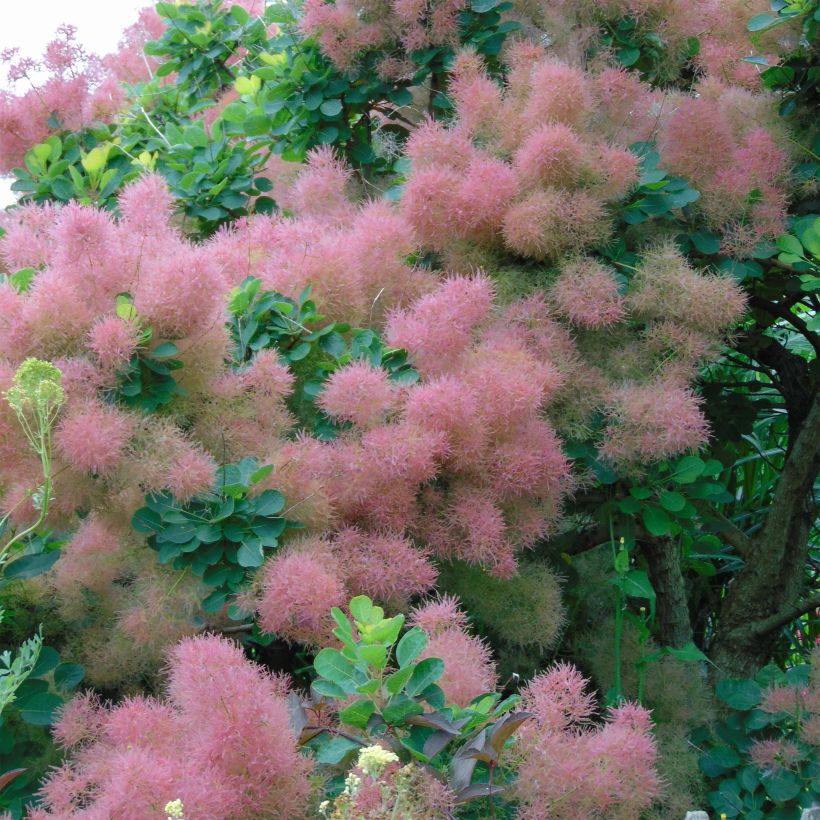 Árbol de las pelucas Joe - Cotinus coggygria (Floración)