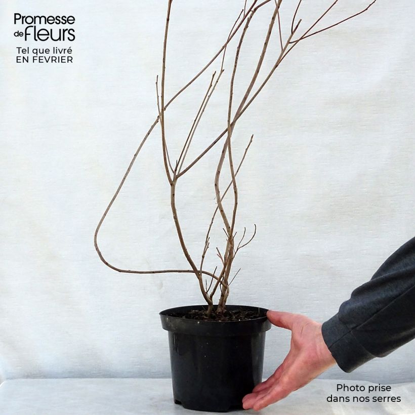 Cotinus coggygria - Arbre à Perruques Pot de 3L Ejemplar entregado en invierno