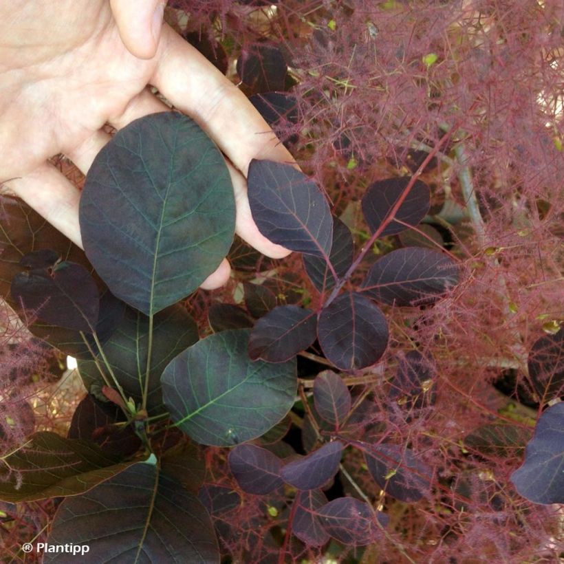 Árbol de las pelucas Dusky Maiden - Cotinus coggygria (Follaje)