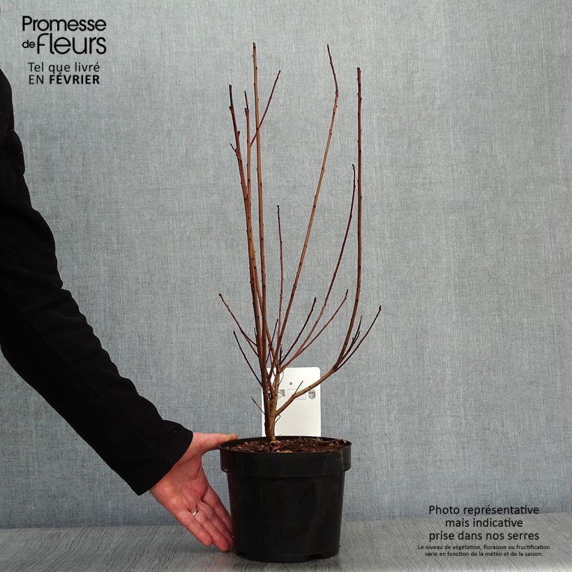 Cotinus coggygria Dusky Maiden - Arbre à Perruques Pot de 3L/4L Ejemplar entregado en invierno