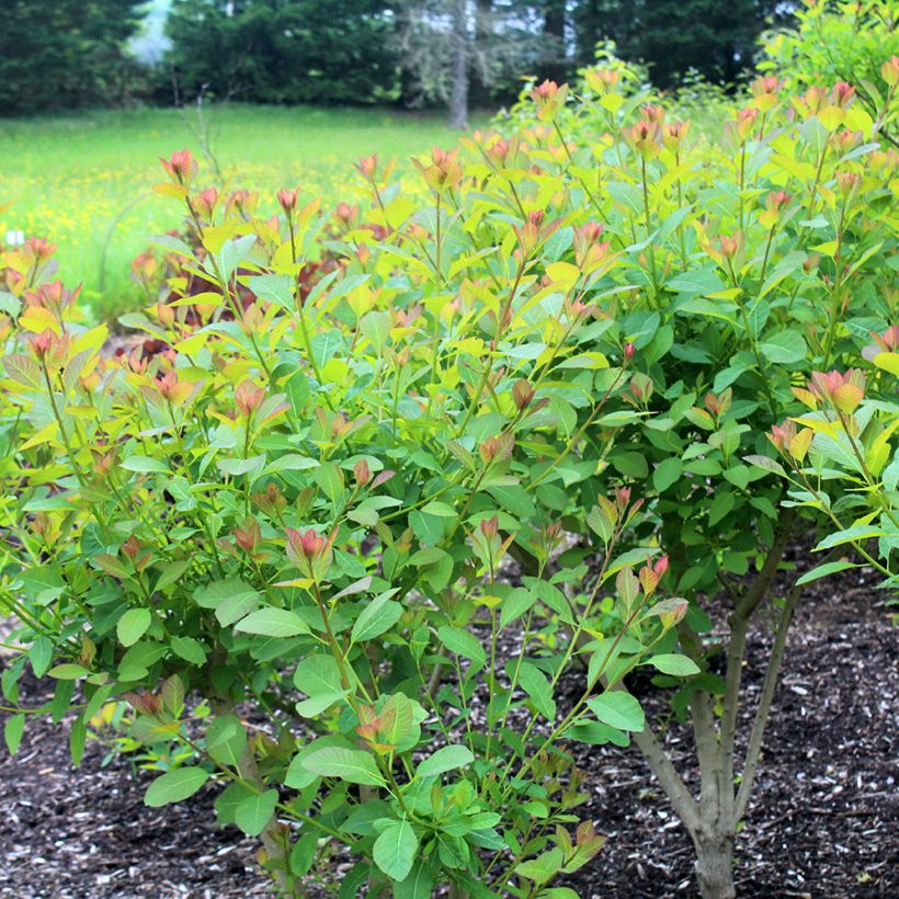 Árbol de las pelucas Flame - Cotinus coggygria (Porte)