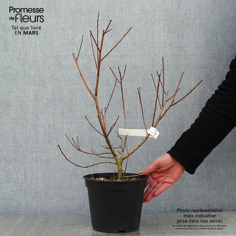 Cotinus coggygria Flamissimo - Arbre à perruque Pot de 4L/5L Ejemplar entregado en invierno