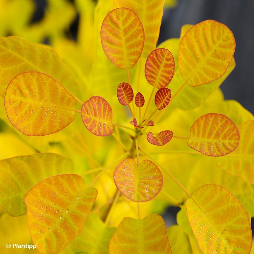 Árbol de las pelucas Golden Lady - Cotinus coggygria (Follaje)