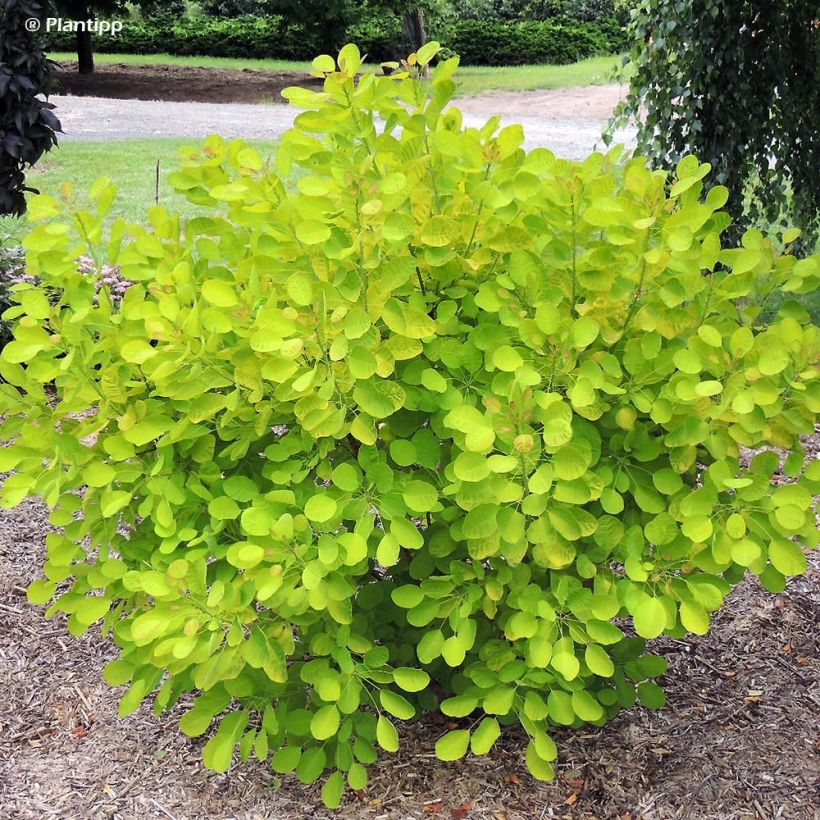 Árbol de las pelucas Golden Lady - Cotinus coggygria (Porte)