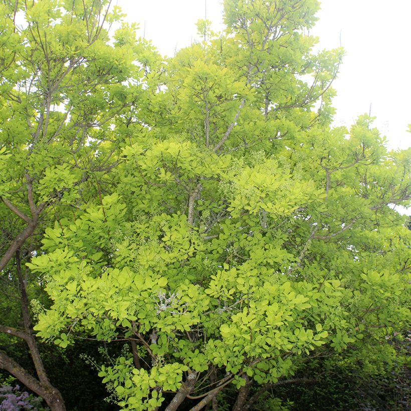 Árbol de las pelucas Golden Spirit - Cotinus coggygria (Porte)