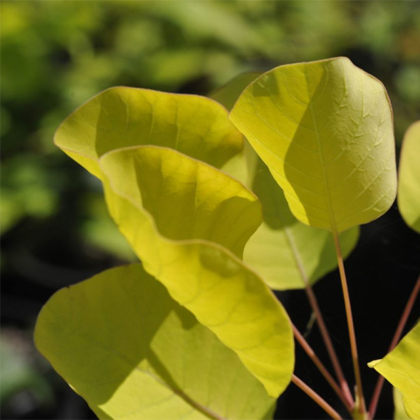 Árbol de las pelucas Golden Spirit - Cotinus coggygria (Follaje)