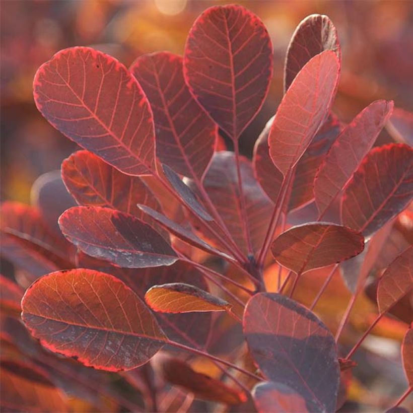 Árbol de las pelucas Lilla - Cotinus coggygria (Follaje)