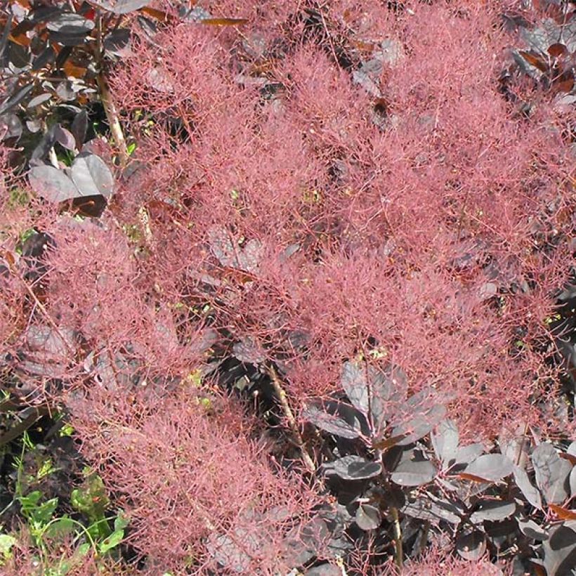 Árbol de las pelucas Lilla - Cotinus coggygria (Floración)