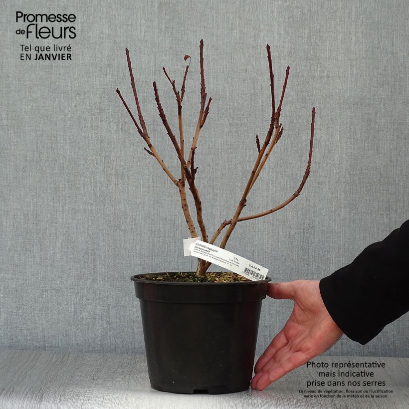 Cotinus coggygria Old Fashioned - Arbre à Perruques Pot de 3L/4L Ejemplar entregado en invierno