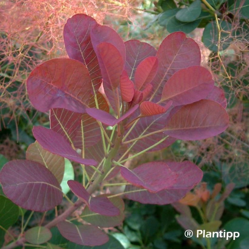 Árbol de las pelucas Red Spirit - Cotinus coggygria (Follaje)