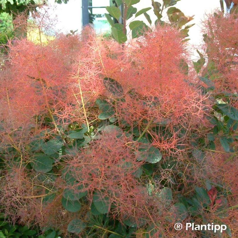 Árbol de las pelucas Red Spirit - Cotinus coggygria (Floración)