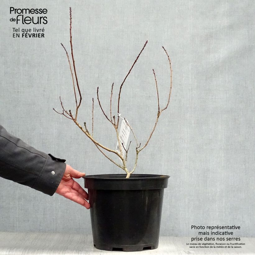 Cotinus coggygria Royal Purple - Arbre à perruque en pot de 5L Ejemplar entregado en invierno