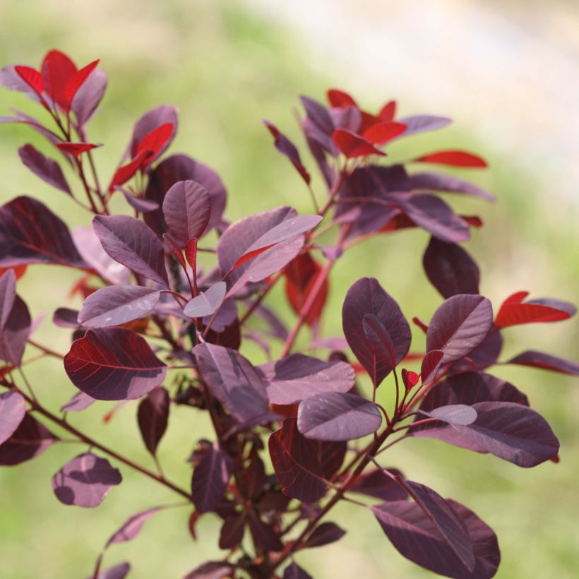 Árbol de las pelucas Winecraft Black - Cotinus coggygria (Follaje)