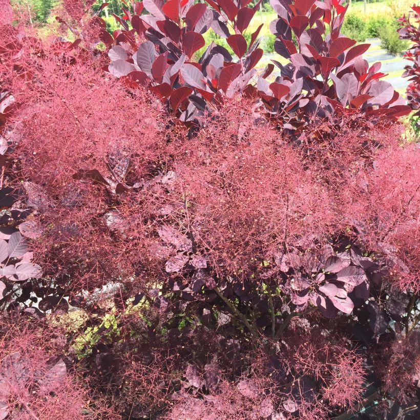 Árbol de las pelucas Winecraft Black - Cotinus coggygria (Floración)