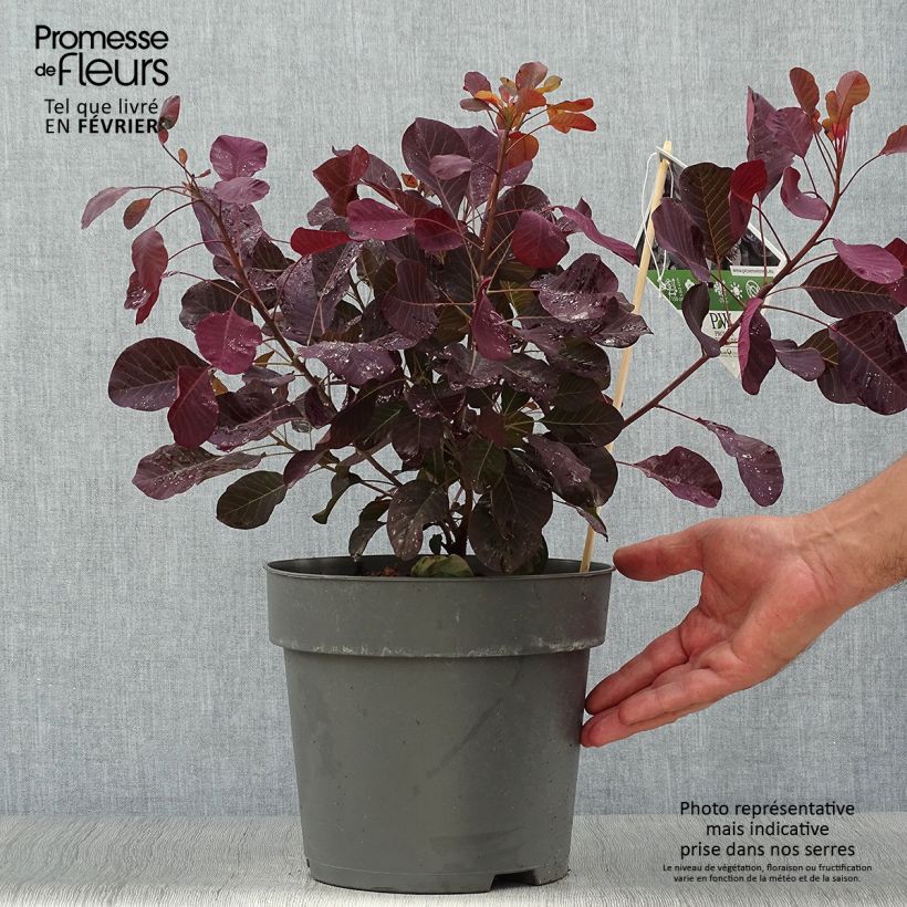 Ejemplar de Cotinus coggygria Winecraft Black - Arbre à perruque Pot de 3L/4L entregado en otoño