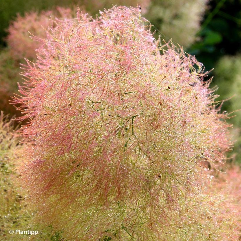 Árbol de las pelucas Young Lady - Cotinus coggygria (Floración)