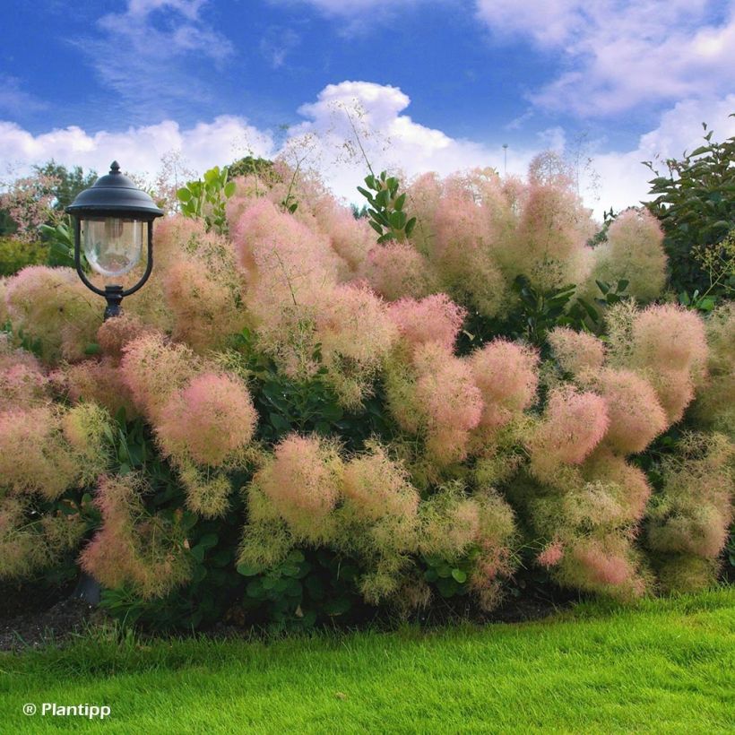 Árbol de las pelucas Young Lady - Cotinus coggygria (Porte)