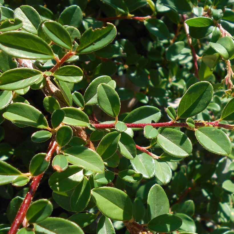 Cotoneaster suecicus Skogholm (Follaje)