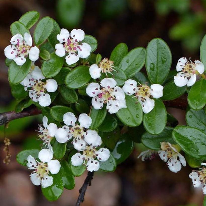 Cotoneaster suecicus Skogholm (Floración)