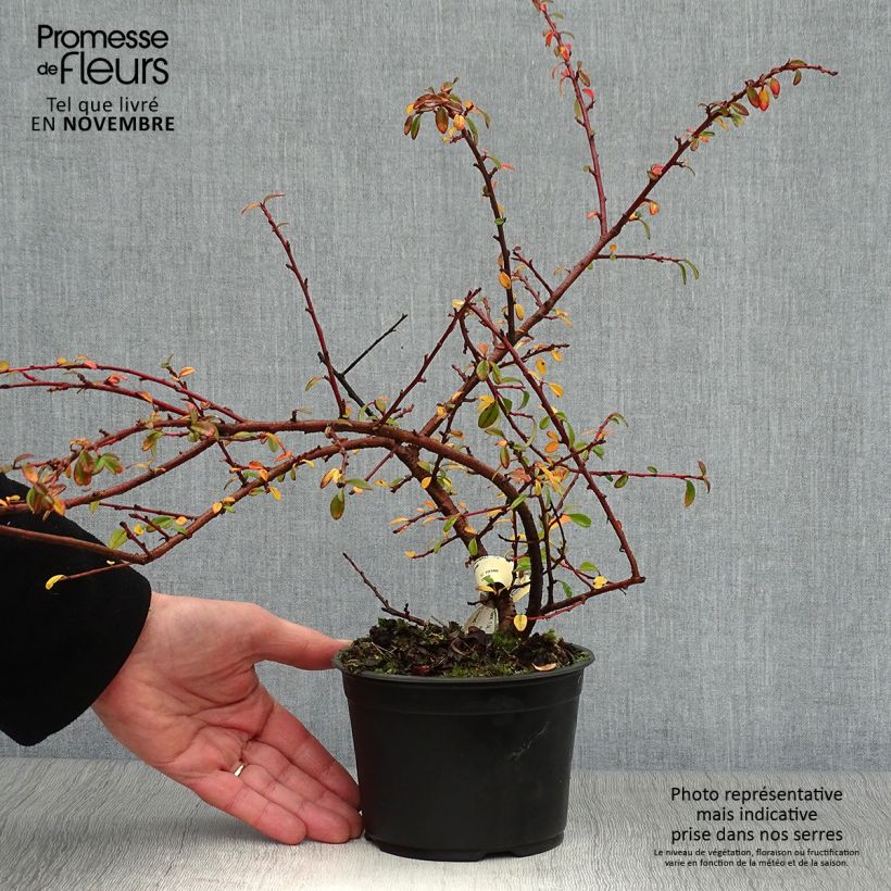 Ejemplar de Cotoneaster Skogholm en pot de 1L/1,5L entregado en otoño