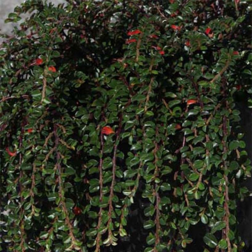 Cotoneaster adpressus Little Gem (Follaje)