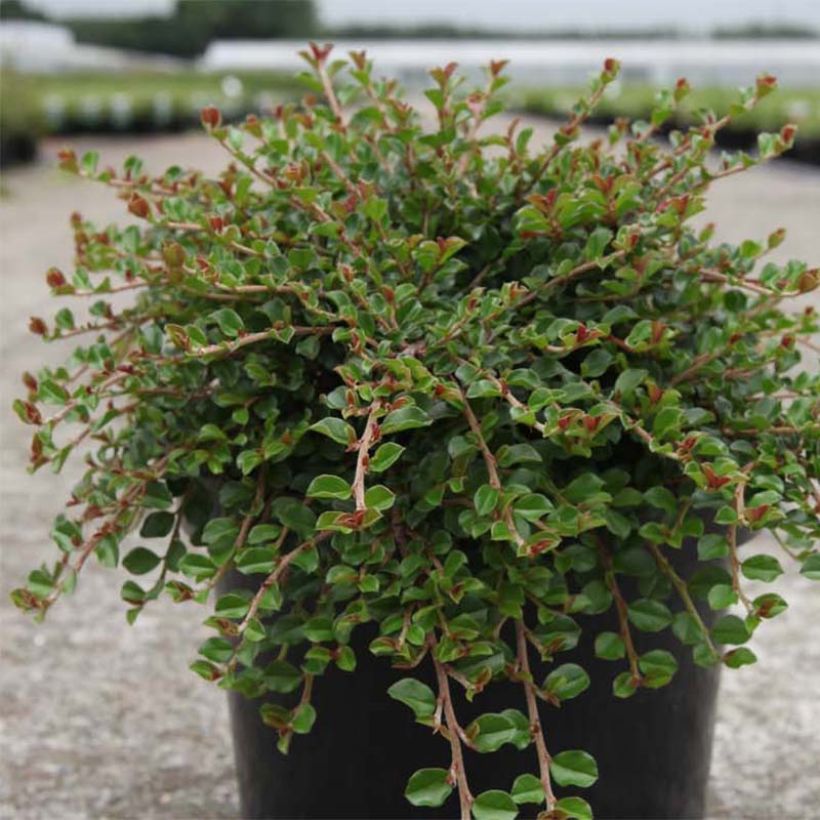 Cotoneaster adpressus Little Gem (Porte)