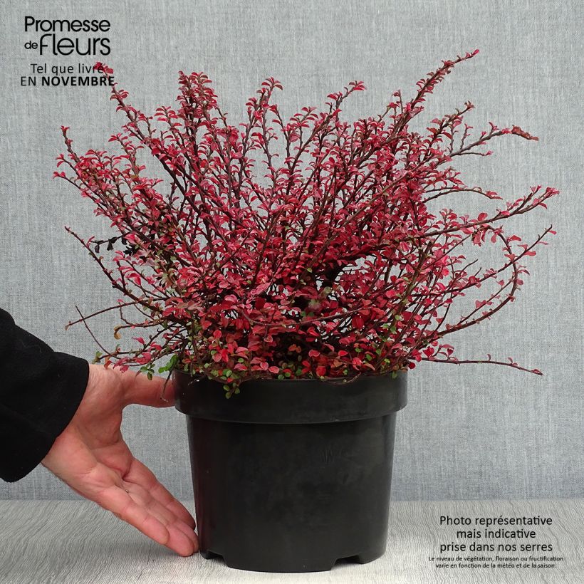 Ejemplar de Cotoneaster adpressus Little Gem en pot de 2/3L entregado en otoño