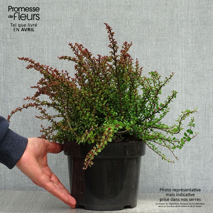 Cotoneaster adpressus Little Gem en pot de 2/3L Ejemplar entregado en la primavera