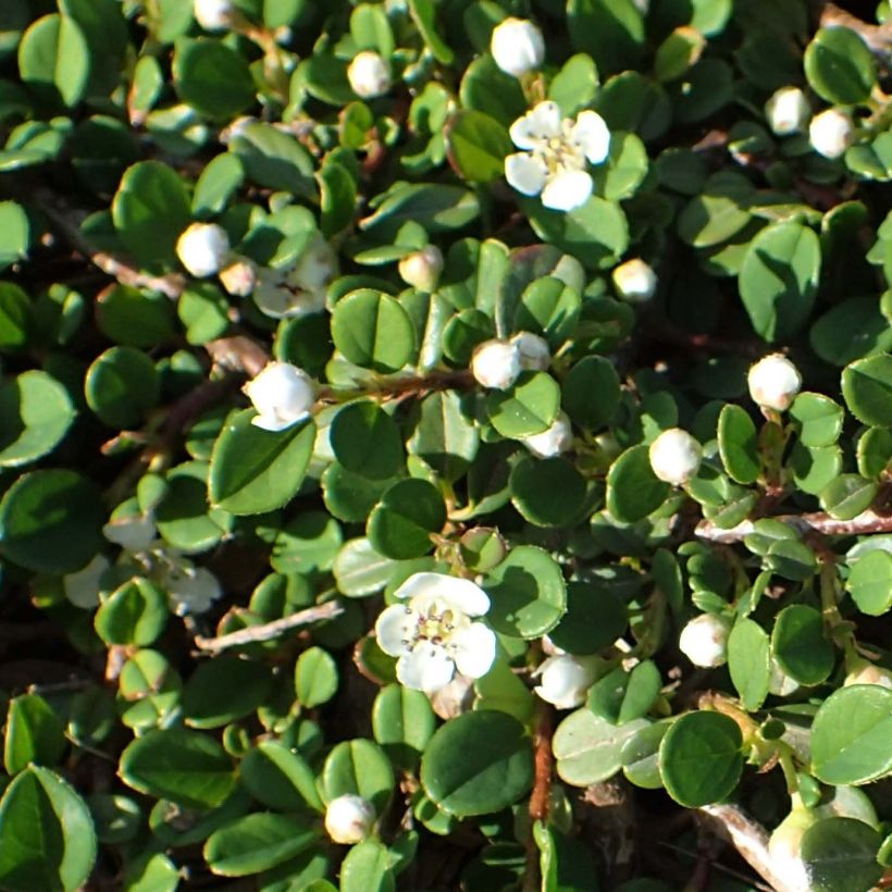 Cotoneaster congestus (Follaje)