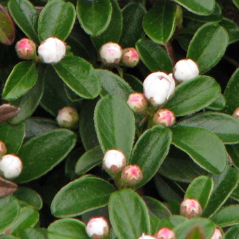 Cotoneaster dammeri Evergreen (Follaje)