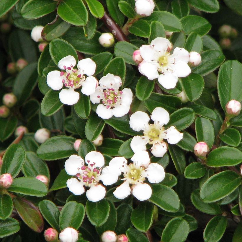 Cotoneaster dammeri Evergreen (Floración)