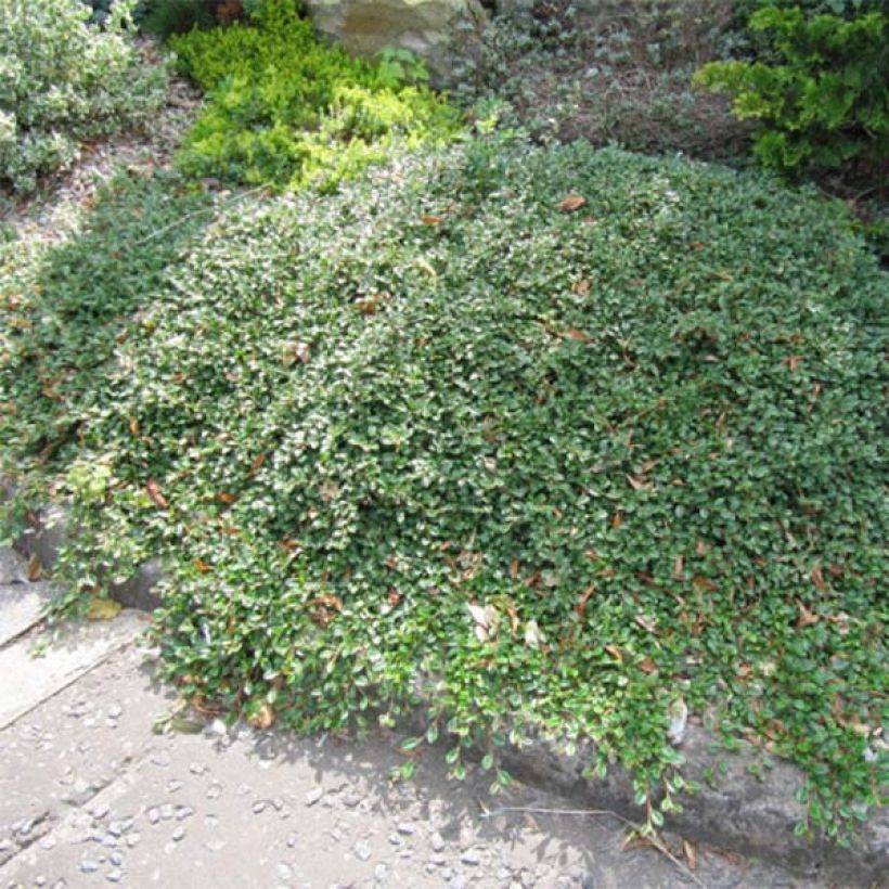 Cotoneaster dammeri Evergreen (Porte)