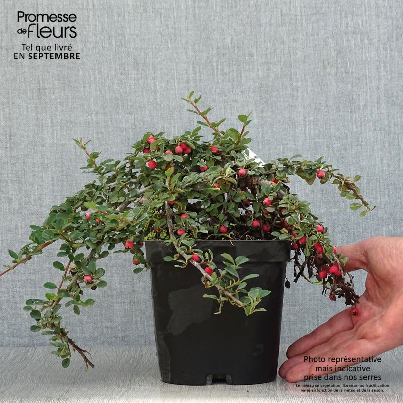 Ejemplar de Cotoneaster dammeri Evergreen - Cotoneaster de Dammer Pot de 2L/3L entregado en otoño