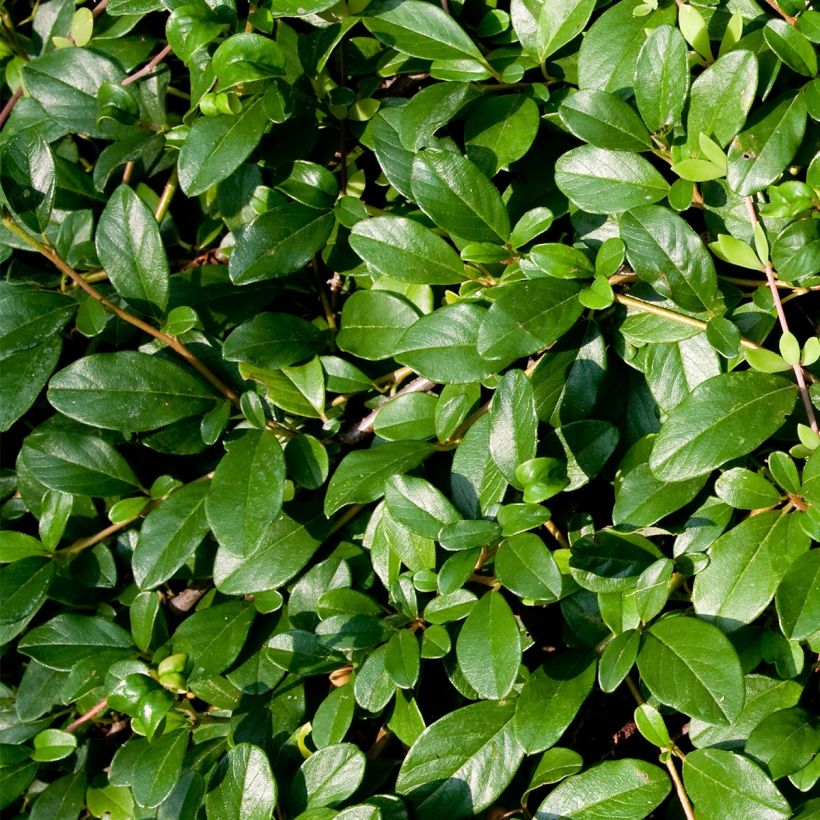 Cotoneaster dammeri Miranda (Follaje)