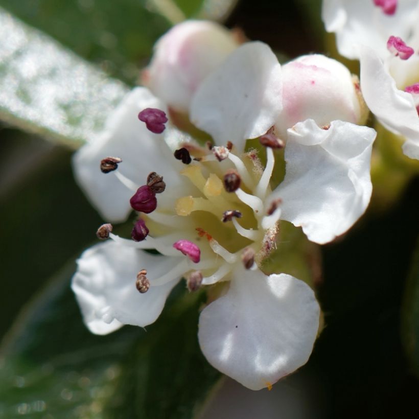 Cotoneaster dammeri Miranda (Floración)