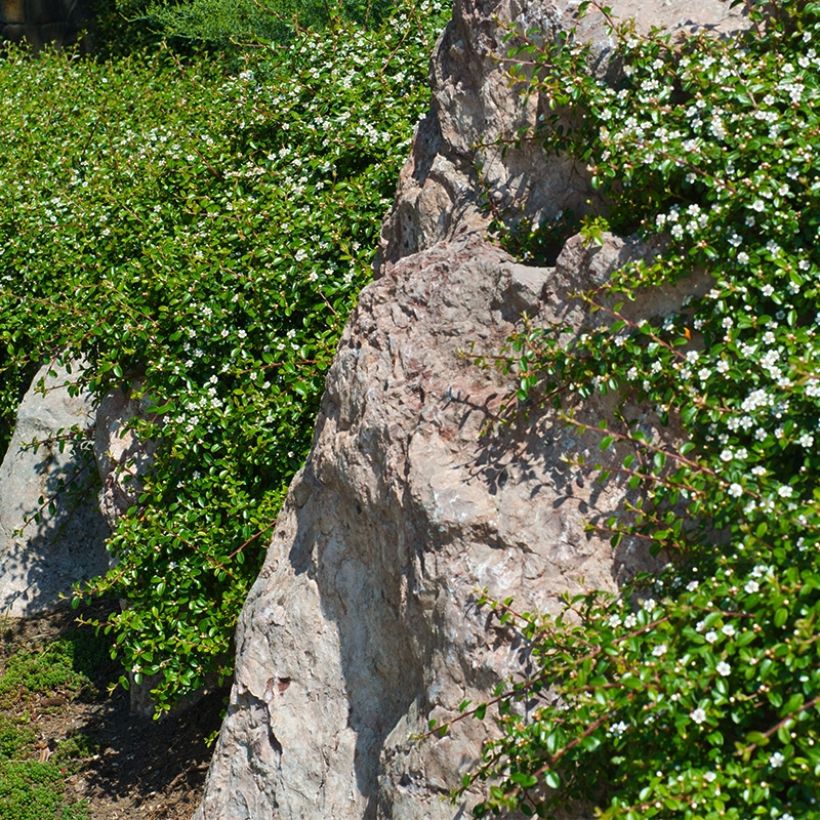 Cotoneaster dammeri Miranda (Porte)