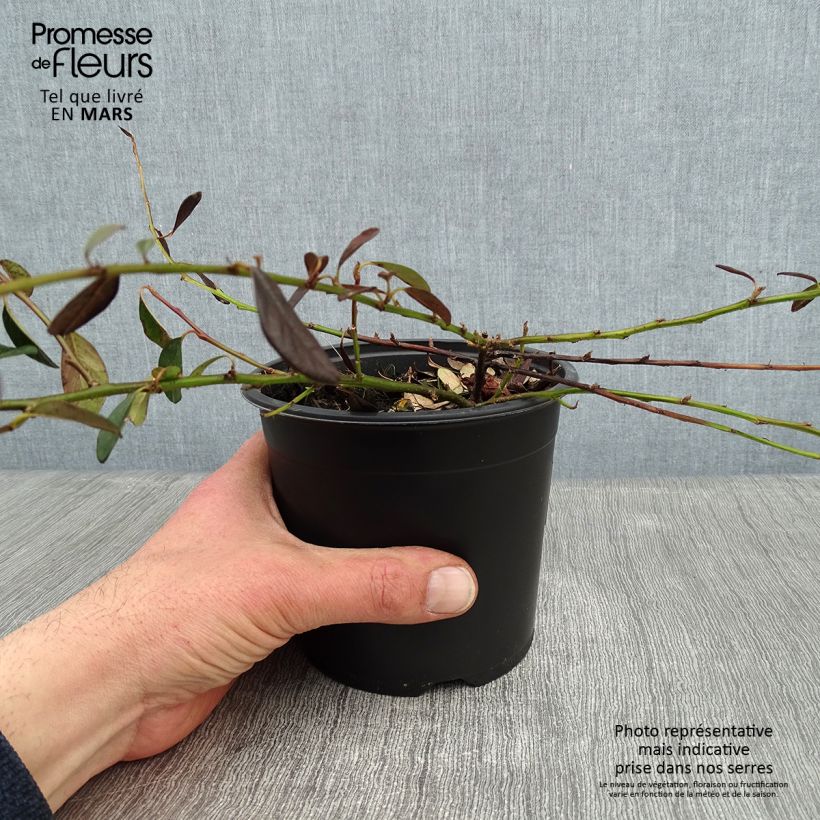 Cotoneaster dammeri Miranda Pot de 1L/1,5L Ejemplar entregado en invierno