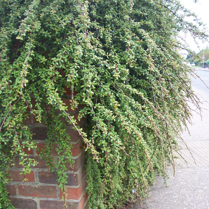 Cotoneaster dammeri Royal Carpet (Porte)