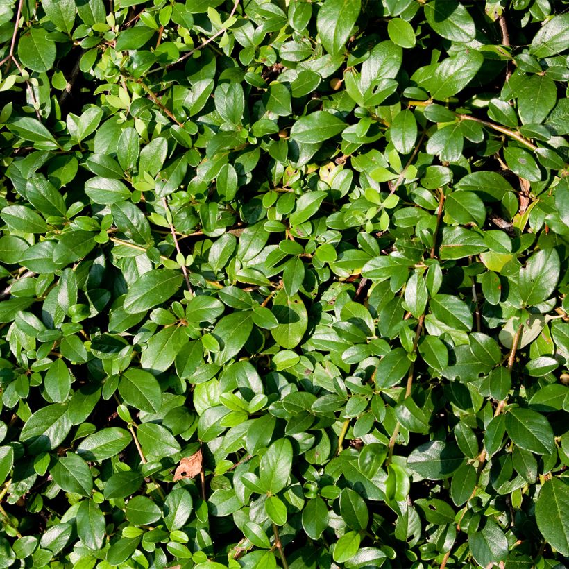 Cotoneaster dammeri Royal Carpet (Follaje)