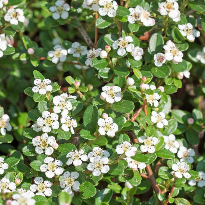 Cotoneaster dammeri Royal Carpet (Floración)