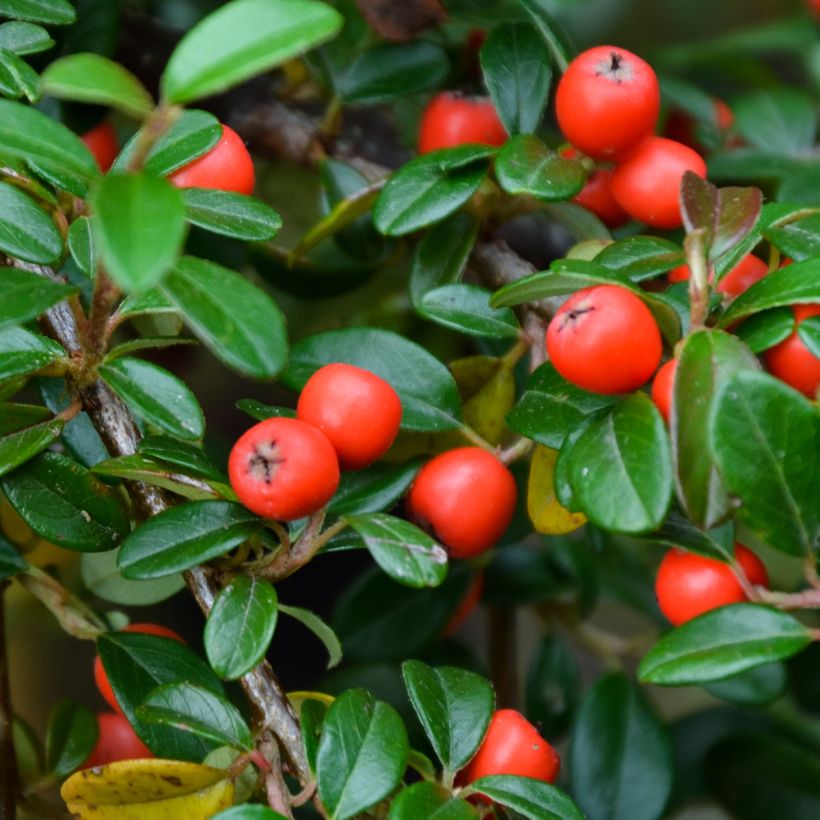 Cotoneaster dammeri Royal Carpet (Cosecha)