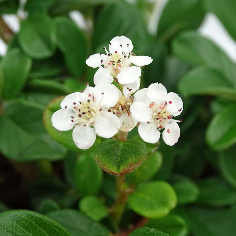 Cotoneaster dammeri Schoon (Floración)