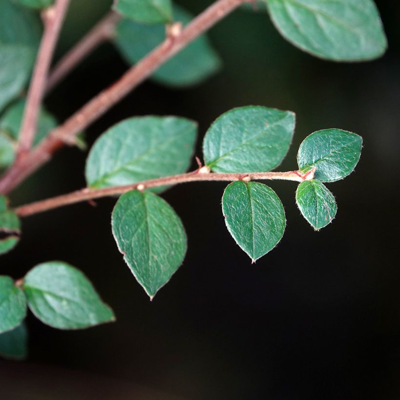 Cotoneaster dielsianus var. elegans (Follaje)