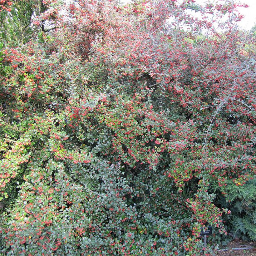 Cotoneaster dielsianus var. elegans (Porte)