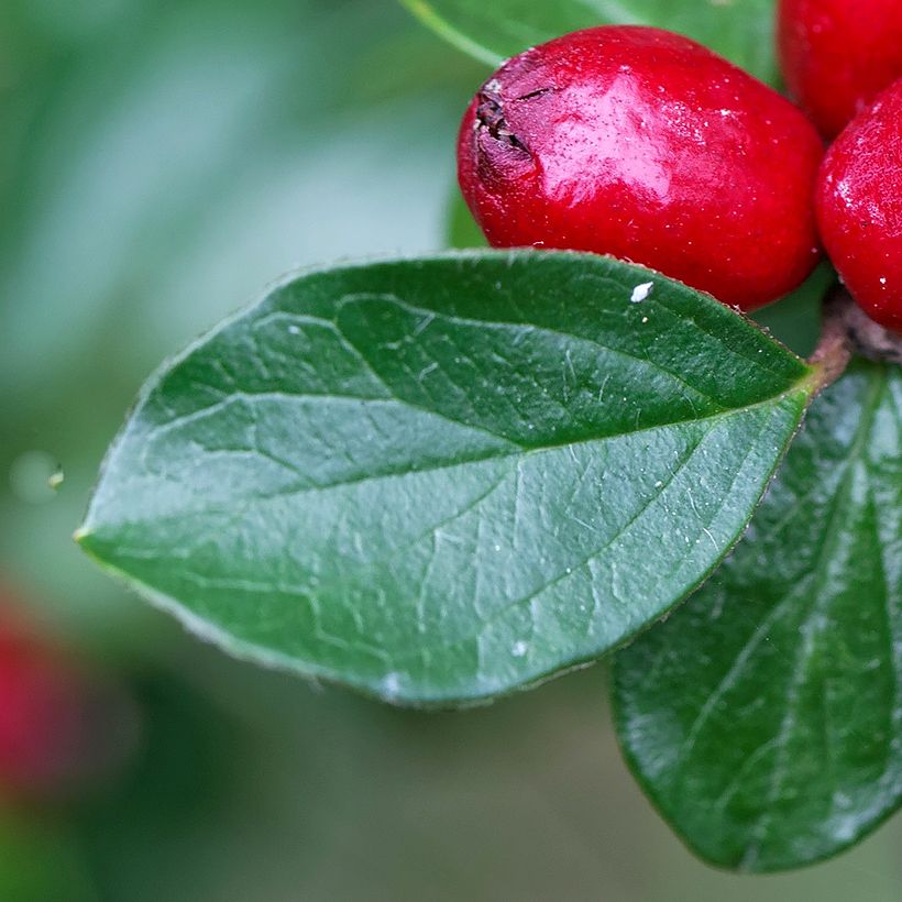 Cotoneaster divaricatus (Follaje)