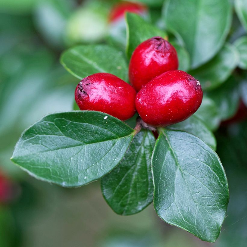 Cotoneaster divaricatus (Cosecha)