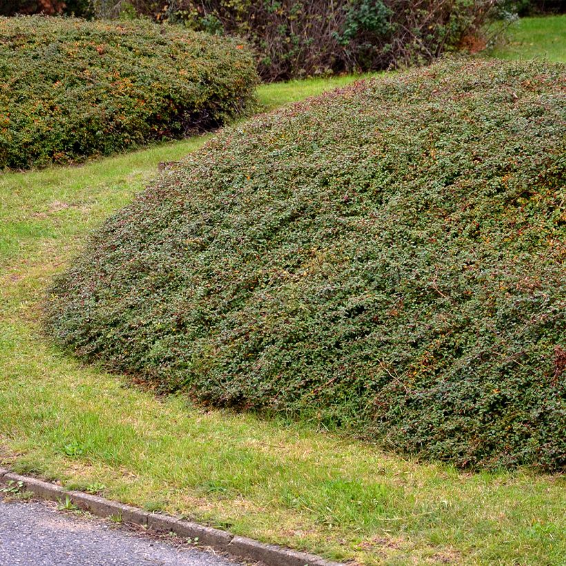 Cotoneaster divaricatus (Porte)