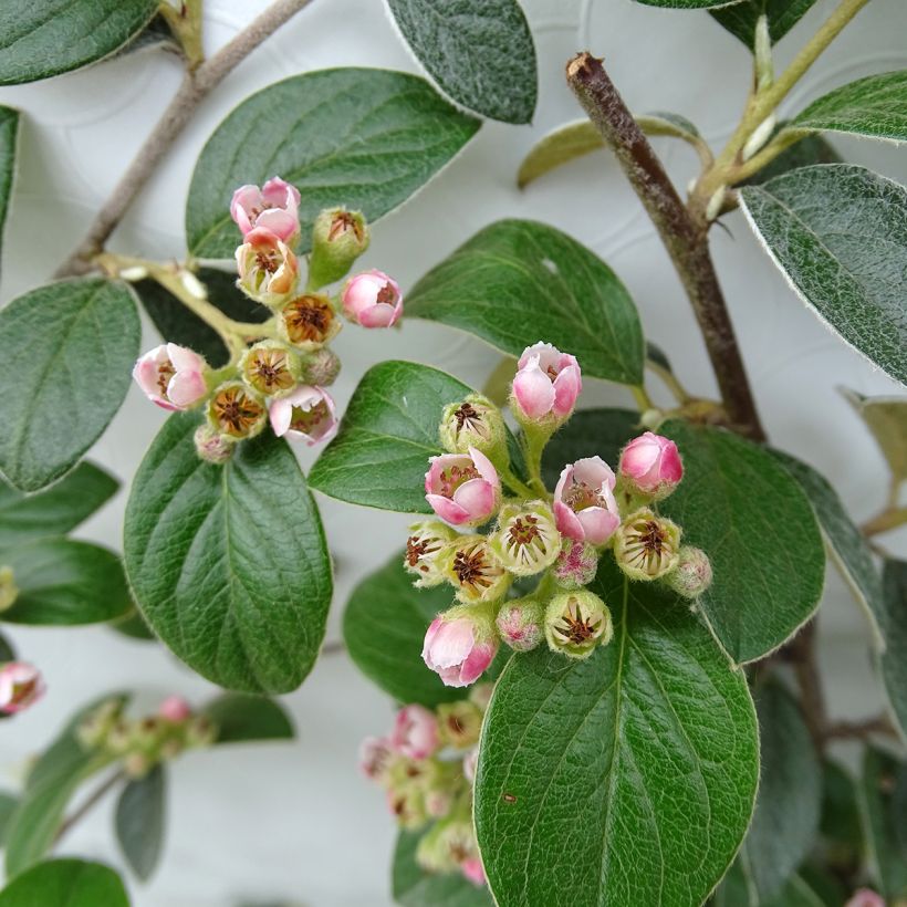 Cotoneaster franchetii (Floración)