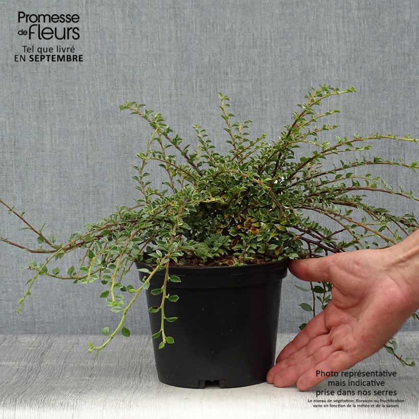 Ejemplar de Cotoneaster horizontalis Variegatus - Cotonéaster rampant Pot de 2L/3L entregado en otoño